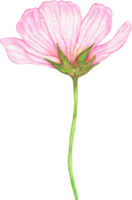 flor cosmos aquarela png