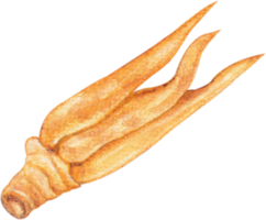 watercolor fingerroot vegetable png