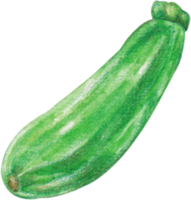 vattenfärg zucchini vegetabiliska png