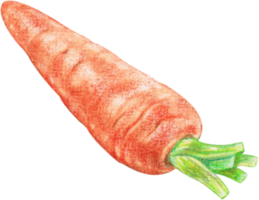 vegetal de cenoura em aquarela png