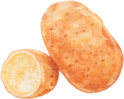 watercolor potato vegetable png