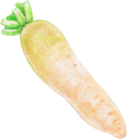 watercolor daikon vegetable png