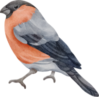 clipart de pássaro em aquarela png