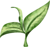 acuarela verde té png