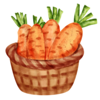 vegetal de zanahoria acuarela png