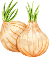 watercolor Onion vegetable png