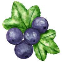 watercolor Blackberry clip art png