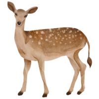 watercolor deer clip art png