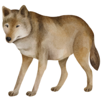 clipart de lobo em aquarela png