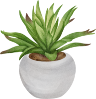 acquerello succulento clip arte png