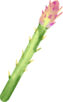 vattenfärg sparris vegetabiliska png