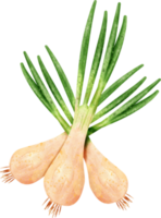 watercolor spring onion png