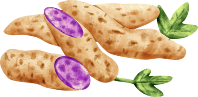 watercolor Purple sweet potato png