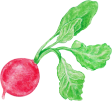 légume radis aquarelle png