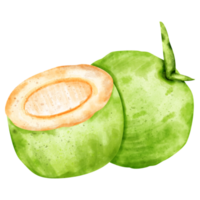 aguarela coco fruta png