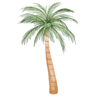 acquerello Noce di cocco albero png