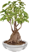 aquarelle bonsaï plante png