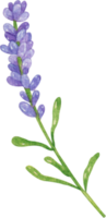 akvarell lavendel blomma png