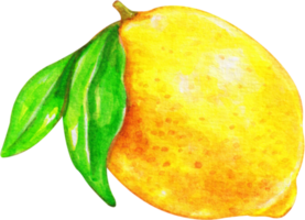 vattenfärg citron- klämma konst png