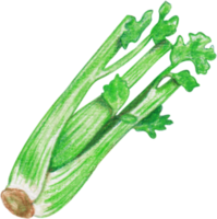 watercolor celery vegetable png