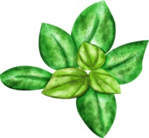 waterverf oregano groente png