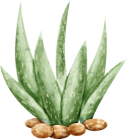 Aquarell Aloe Vera Pflanze png