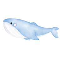 whale watercolor clip art png