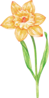 watercolor daffodil flower png