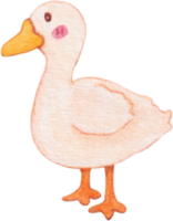 watercolor duck animal farm png