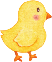 watercolor chick animal farm png