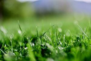 Spring nature with young green grass in close-up photo