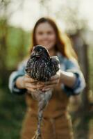 A happy young woman smiles as she looks into the camera and holds a young chicken that lays eggs for her farm in the sunlight. The concept of caring and healthy poultry photo