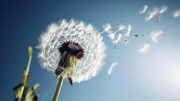 Dandelion with seeds blowing away in the wind across a clear blue sky, photo