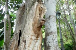 escultura en el forma de un cabeza tallado en un árbol rama foto