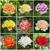 A colorful collage of roses of different varieties in the garden photo