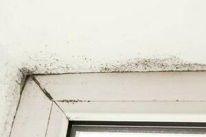 Mold near a window in the house photo