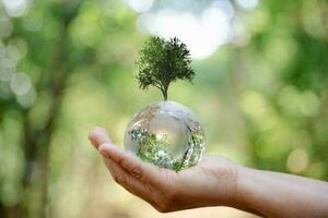 Environment World Earth Day. Earth crystal glass globe and growing tree in human hand on green background. Saving environment, save clean planet, ecology concept. Ecology and Sustainable Development. photo