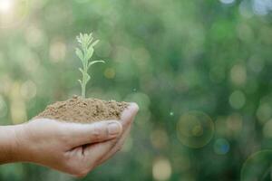 ambiente mundo tierra día. creciente planta árbol en humano mano en verde naturaleza antecedentes. ahorro ambiente, salvar limpiar planeta, ecología concepto. ecología y sostenible desarrollo. foto