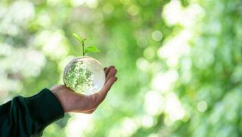 Earth crystal glass globe ball and growing seedling in human hand, environment day concept. Sustainable development of natural resources and the environment. Protecting the world's forest resources. photo