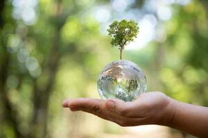 Earth crystal glass globe ball and growing tree in human hand, environment day concept. Sustainable development of natural resources and the environment. Protecting the world's forest resources. photo