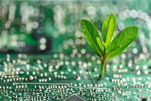 árbol creciente en el convergente punto de computadora circuito tablero. verde informática, verde tecnología, verde él, rsc, y eso ética. concepto de verde tecnología. ambiente verde tecnología. foto