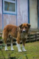 Dog in the backyard photo