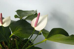 Anthurium houseplant on white background photo