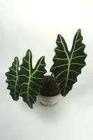 Alocasia plant on white background. photo