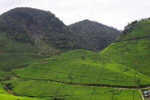 Tea plantation landscape in the morning photo