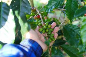Hand holding a group of Fresh Coffee beans on tree photo