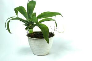 Foxtail agave on white pot isolated on white background photo