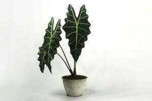 Alocasia plant on white background. photo