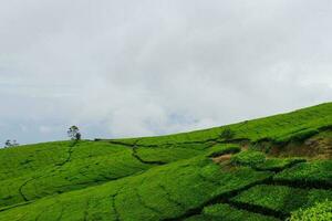 té plantación paisaje en el Mañana foto