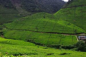 Tea plantation landscape in the morning photo